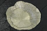 Pyrite Sun on Slate - Sparta, Illinois #348942-1